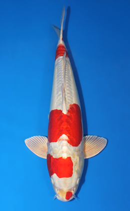 Kikusui - koi #x0707s037