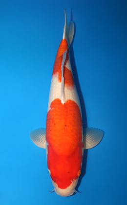Kohaku - koi #x0707s038