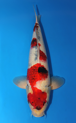 Showa - koi #x0707s040