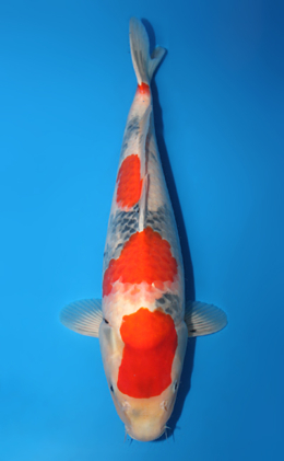 Showa - koi #x0707s041
