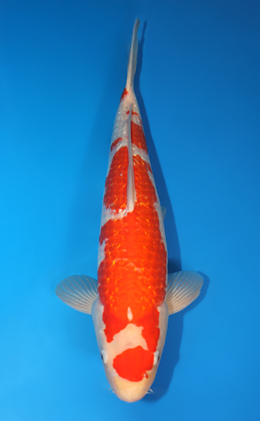 Ginrin Kohaku - koi #x0707s046
