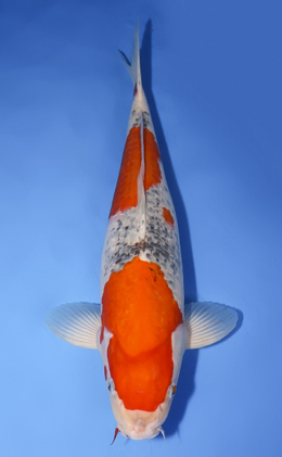 Goshiki - koi #x0708s002