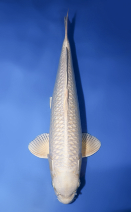 Ginrin Platinum - koi #x0708s006