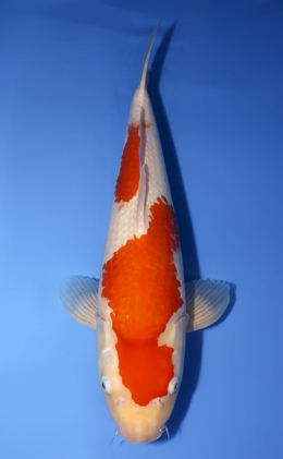 Kohaku - koi #x0708s008
