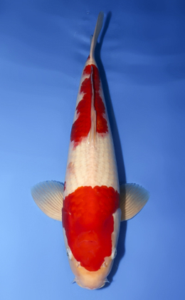 Kohaku - koi #x0708s014