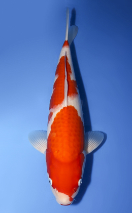 Kohaku - koi #x0708s016