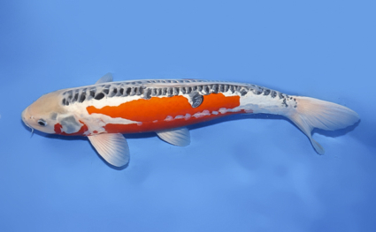 Shusui - koi #x0708s019 - Side View A