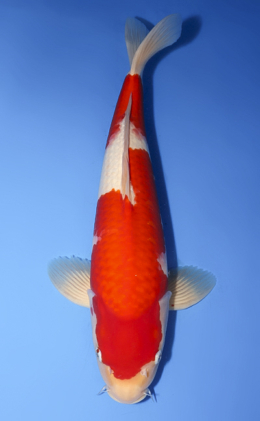 Kohaku - koi #x0708s020