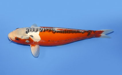 Shusui - koi #x0708s021 - Side View A
