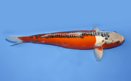Shusui – koi #x0708s021 - Image 3