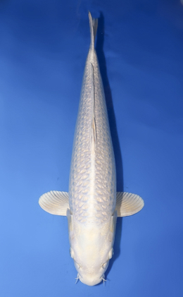 Ginrin Platinum - koi #x0708s023