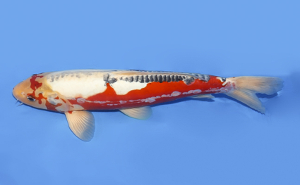 Shusui - koi #x0708s024 - Side View A