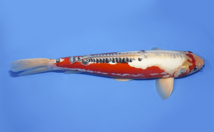 Shusui – koi #x0708s024 - Image 3