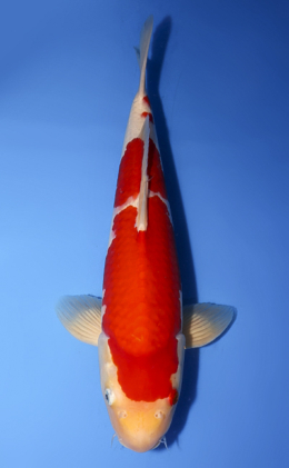 Kohaku - koi #x0708s026