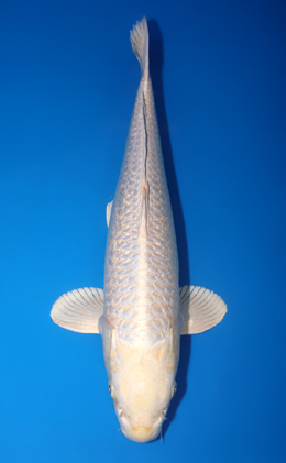 Ginrin Platinum - koi #x0709s009-re