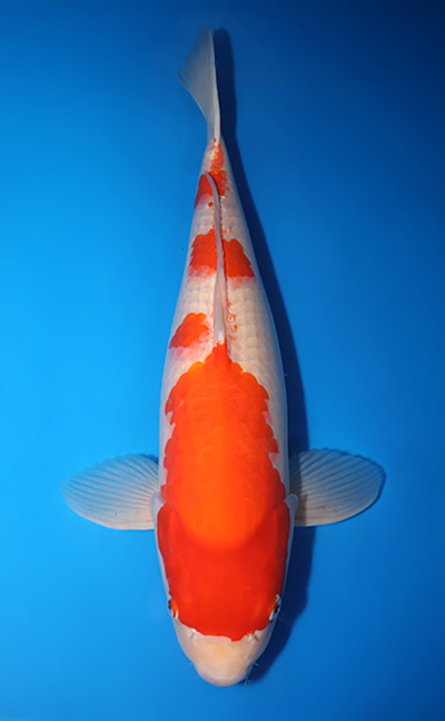 BRAND SHOP KOHAKU【新品未使用】定価55万サファイアミンク d｜ミチクサ | KONCENT Web shop｜アッシュコンセプト公式