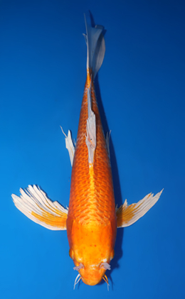 Hirenaga Orange Ogon - koi #x0709s013-re