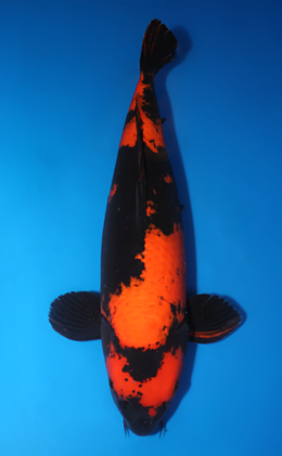 Hi Utsuri - koi #x0709s017-re