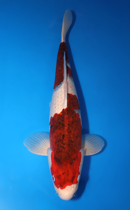 Aigoromo - koi #x0709s018-re