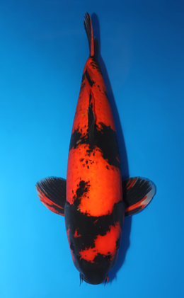 Hi Utsuri - koi #x0709s019-re
