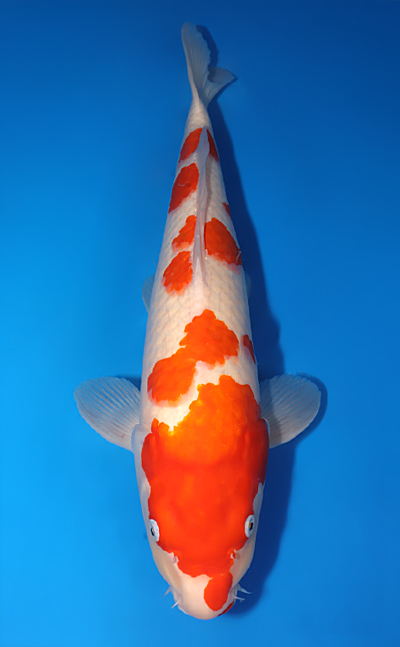 Kohaku - koi #x0709s023-re