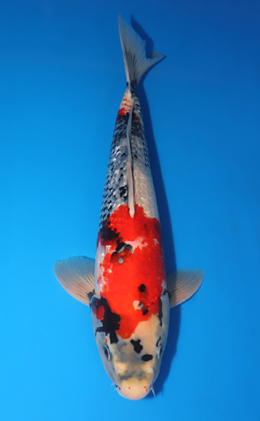 Ginrin Showa - koi #x0709s026-re