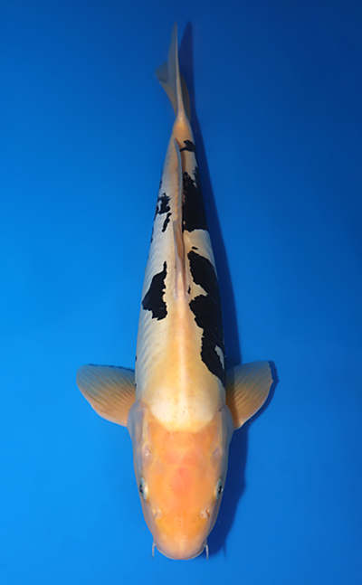 美品　C.O.S.A. - Chiryu-Yonkers Kumonryu - Koi For Sale - Kodama Koi Farm