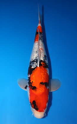 Ginrin Showa - koi #x0709s036-re