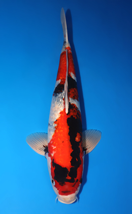 Koiページ Shop the Best Koi Fish for Sale - Hand-Picked from Japan's