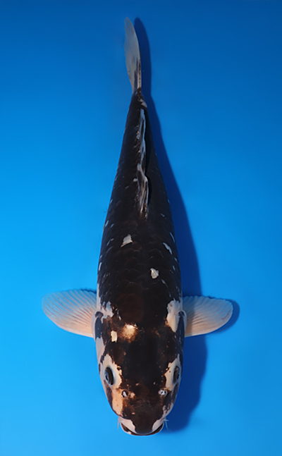 Kawari - koi #x0709s043-re - Maruhiro Koi Farm