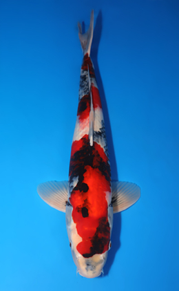 Showa - koi #x0709s049-re