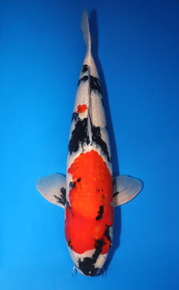 Showa - koi #x0709s051-re