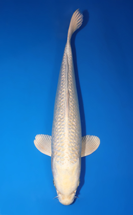 Ginrin Platinum - koi #x0709s053-re