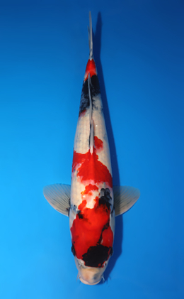 Showa - koi #x0709s067-re