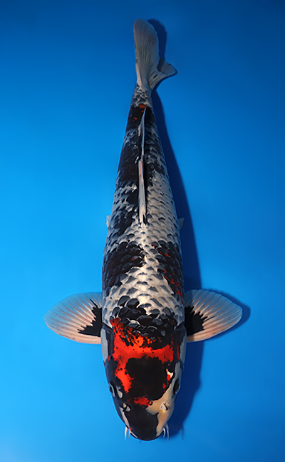 Kawari - koi #x0714n001-w1113n003 - Ozumi Ikarashi Koi Farm