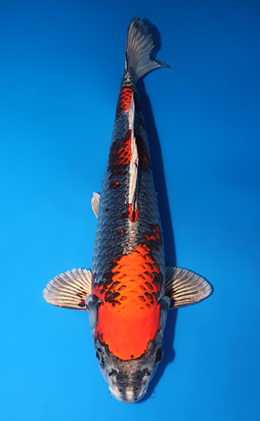 Kujyaku - koi #x0714n006-w1017n011