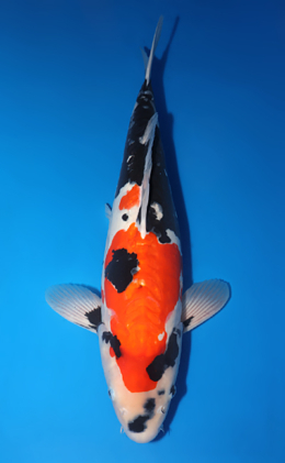 Doitsu Showa - koi #x0714n009-w1016n017