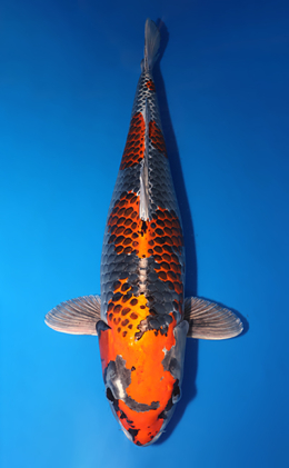 Kujyaku - koi #x0714n012-w1019n017