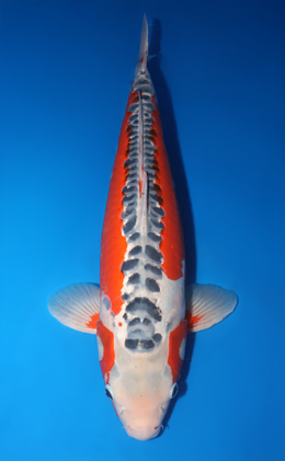 Shusui - koi #x0714n013-w1019n018