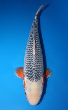 Asagi - koi #x0714n014-w1019n021