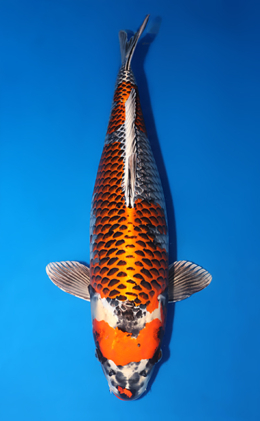 Kujyaku - koi #x0714n015-w1015n014