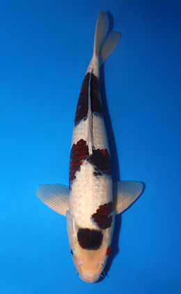 Budogoromo - koi #x0714n017-w1016n026