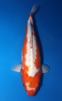 Kousui - koi #x0714n019-w1113n002