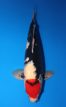 Tancho Showa - koi #x0715n001-w1016n008