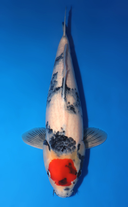 Tancho Showa - koi #x0715n002-w1016n010
