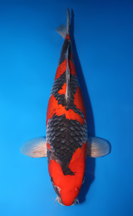 Goshiki - koi #x0715n004-w1031n005