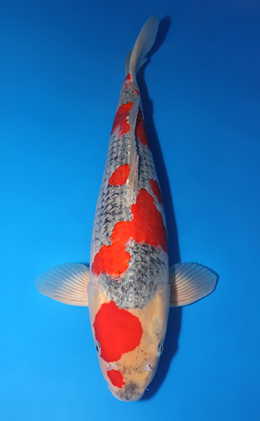 Goshiki - koi #x0715n005-w1031n007