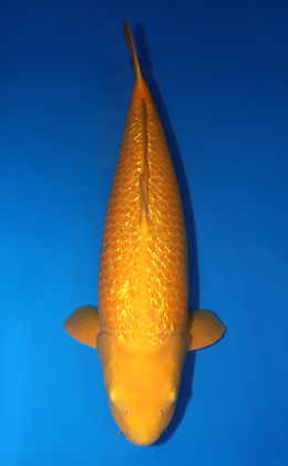 Ginrin Karashi - koi #x0715n007-w1028n011