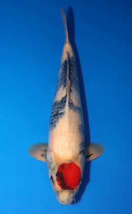 Tancho Showa - koi #x0715n008-w1016n006