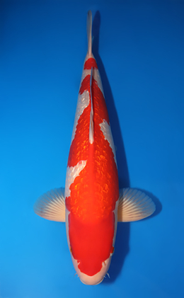 Ginrin Kohaku - koi #x0715n010-w1026n010